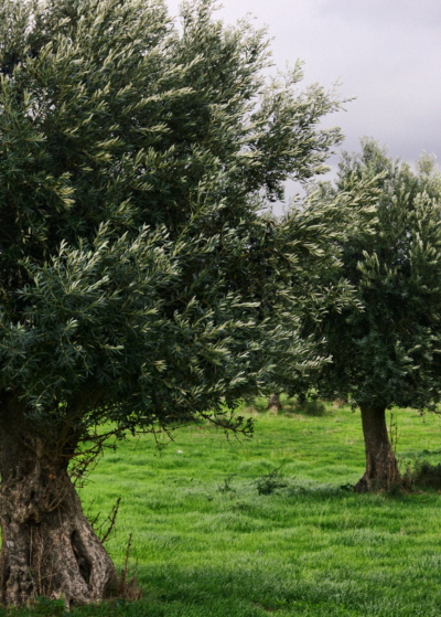 paisaje de olivos